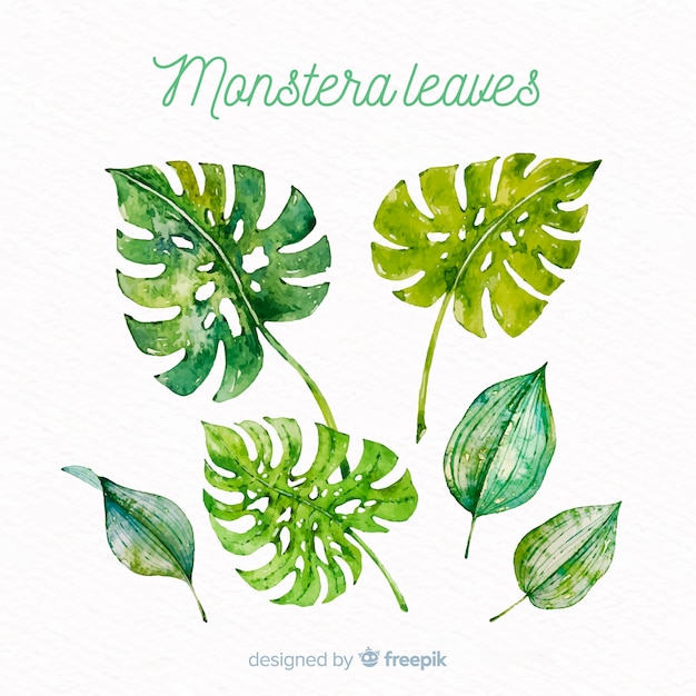 Kostenloser Vektor aquarell monstera verlässt sammlung