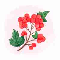 Kostenloser Vektor aquarell rowan oder viburnum blumen illustration