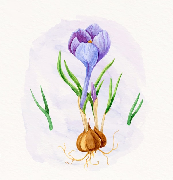 Aquarell safranblumenillustration