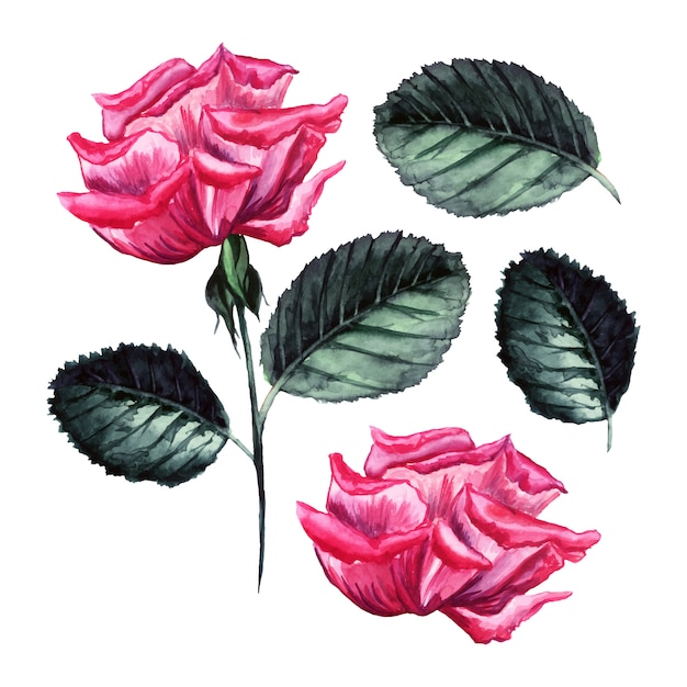 Aquarell-vektor-rose, detaillierte illustration, isolierte blütenknospe, verlässt elemente.