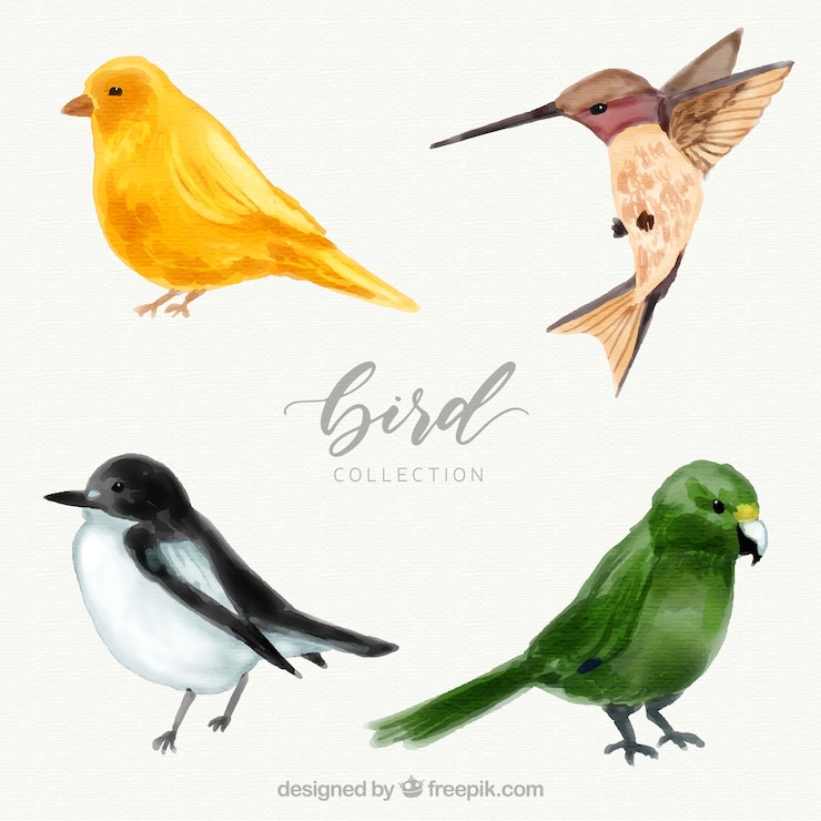 Kostenlose Vektor aquarell vogel sammlung