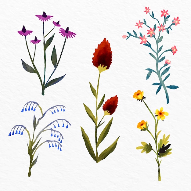 Aquarellfarbener botanischer Blumenkartensatz