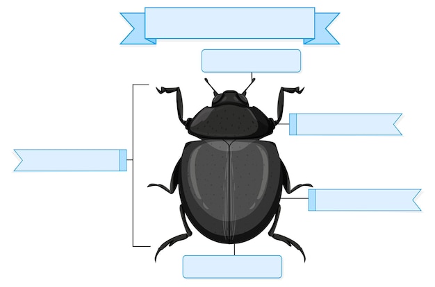 Kostenloser Vektor arbeitsblatt äußere anatomie eines käfers