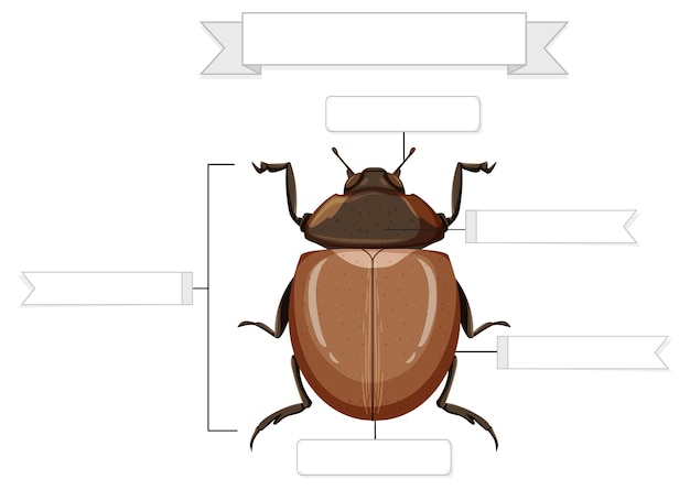 Kostenloser Vektor arbeitsblatt äußere anatomie eines käfers