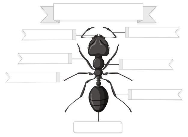 Arbeitsblatt Äußere Anatomie einer Ameise