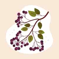 Kostenloser Vektor aronia-illustration im flachen design