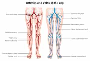 Kostenloser Vektor arterien und beinvenen