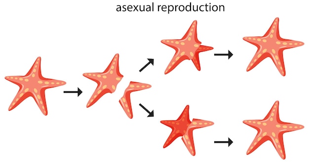 Asexuelle reproduktionsfragmentierung mit seesternen