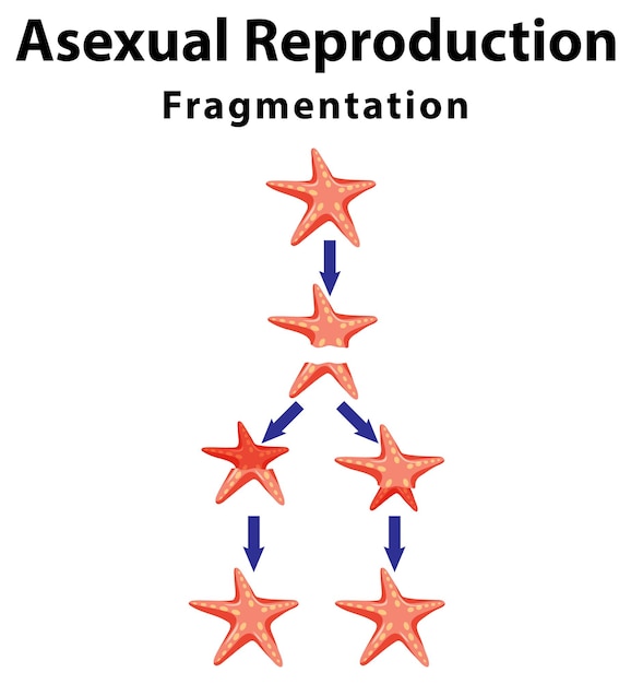 Asexuelle reproduktionsfragmentierung mit seesternen