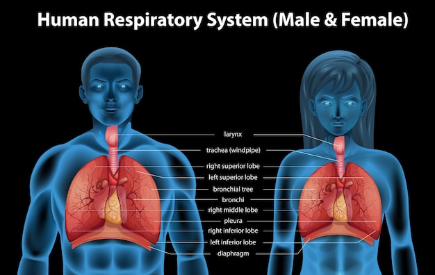 Kostenloser Vektor atmungssystem des menschen