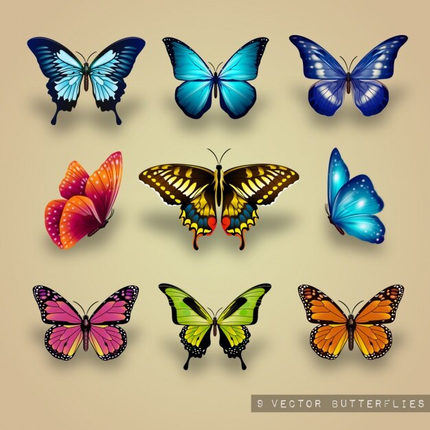 Ausgezeichnete Sammlung von Schmetterlingen
