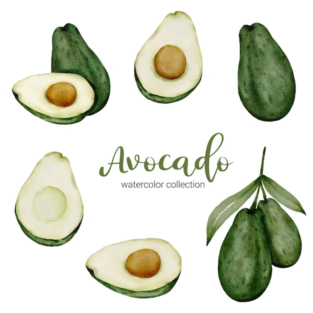 Avocado Aquarell Sammlung mit Obst und Blatt mit Zweig