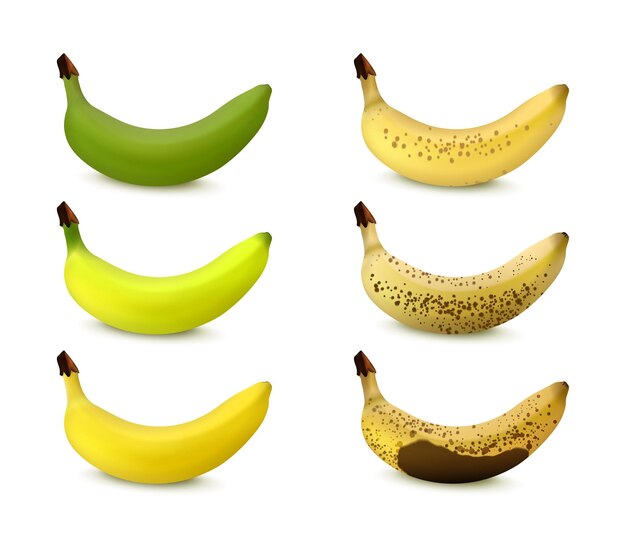 Bananenreifungsstadien von grün bis reif und verdunkelt isoliert auf realistischer Vektorillustration des weißen Hintergrundes