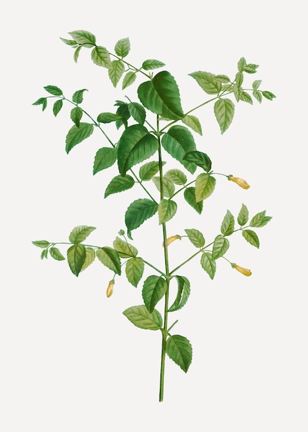 Baum Fuchsia Pflanze