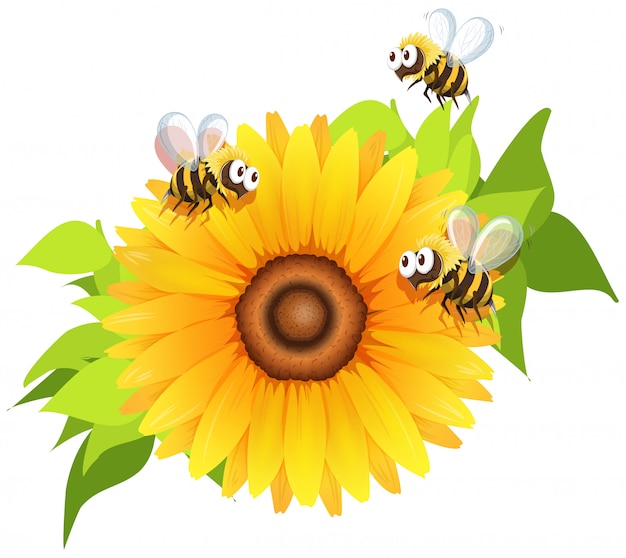 Bienen fliegen um Sonnenblumen