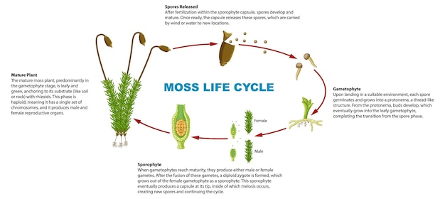 Kostenloser Vektor biologiestudie, infografik zum lebenszyklus von moospflanzen