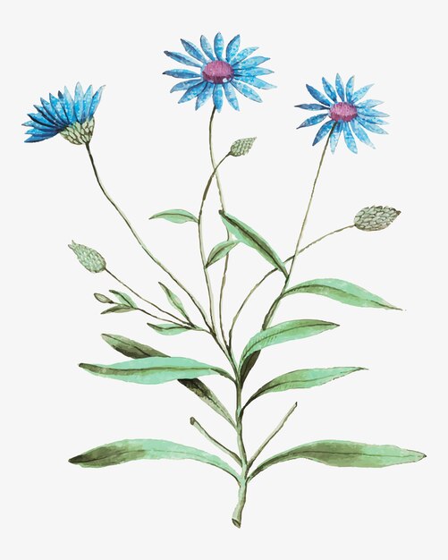 Blaue Strohblume im Vintage-Stil