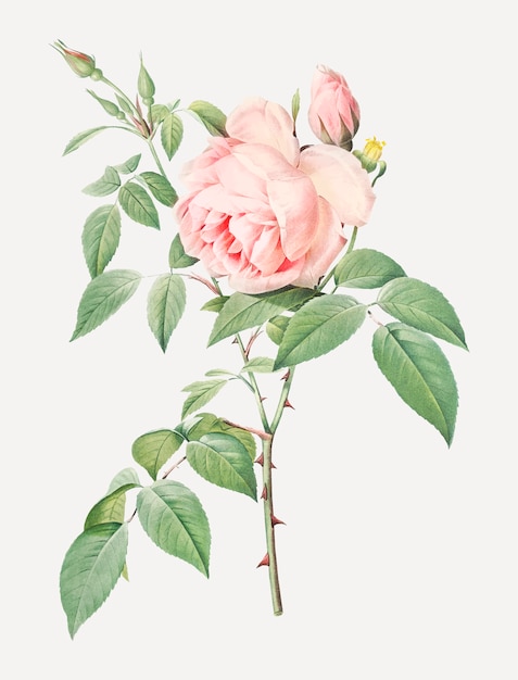 Blühende rosa Rosen