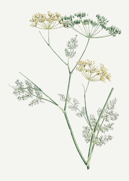 Blühender Fenchel