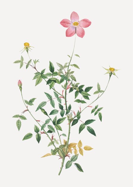 Blume