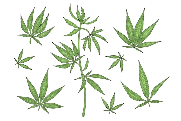 Botanische cannabisblätter