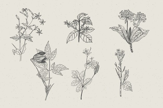 Botanische Kräuter & Wildblumen im Retro-Stil