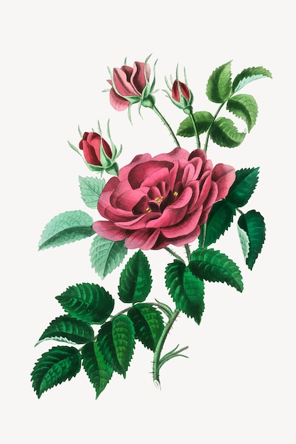 Botanische Rosenblüten-Illustration
