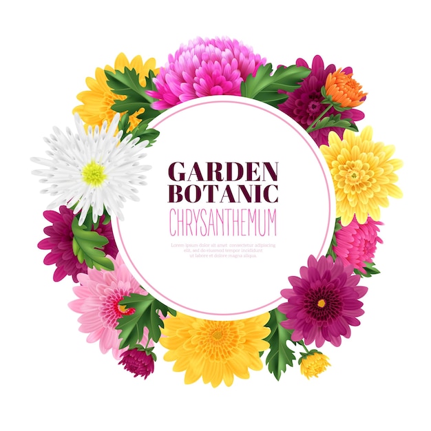 Botanischer gartenrahmen mit realistischer chrysanthemenblumen-vektorillustration