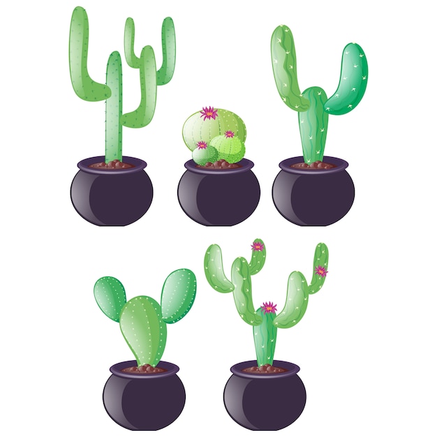 Cactus entwirft kollektion