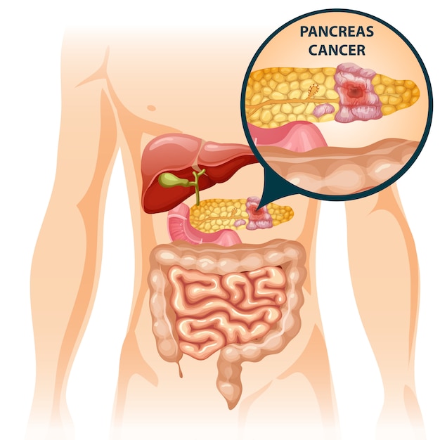 Cartoon digestive human organs concept