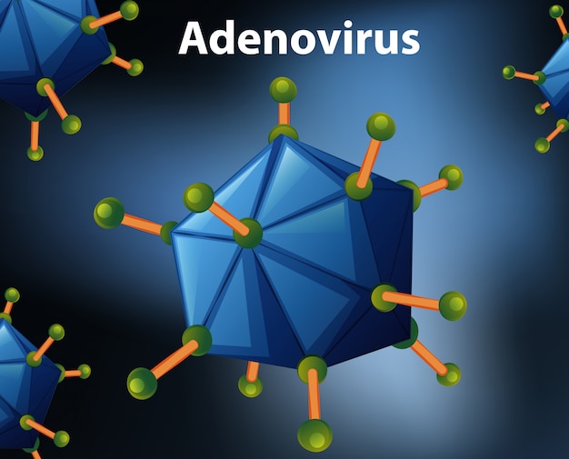 Close up diagramm für adenovirus