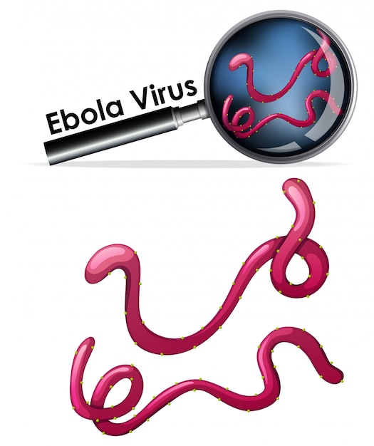 Close up isoliertes objekt des virus namens ebola-virus