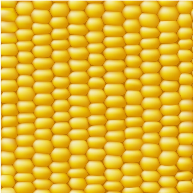 Corn Vektor nahtlose realistische Textur