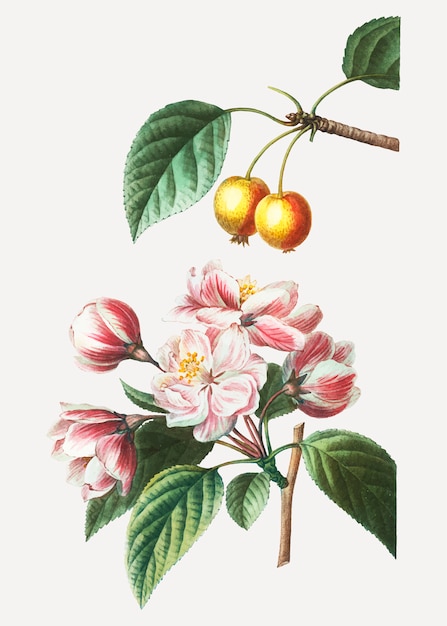 Crabapple-Obstbaum