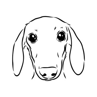 Dackel hund handgezeichnete vektorgrafiken dackel hund vektor