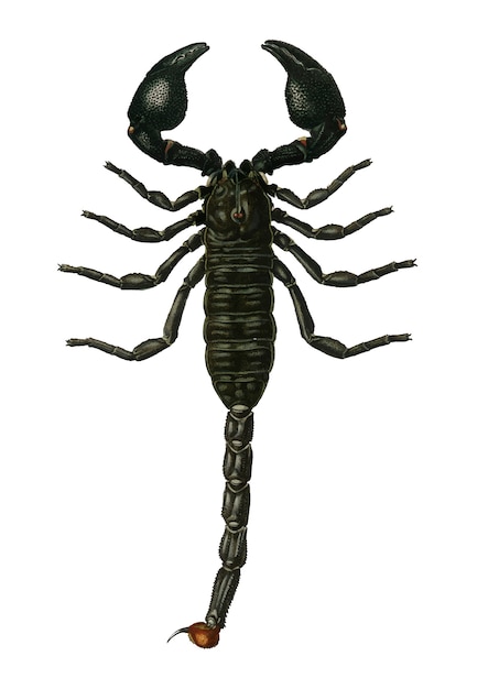 Kostenloser Vektor der kaiser skorpion (buthus afer) illustriert