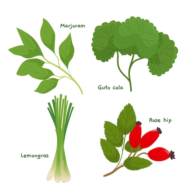Kostenloser Vektor detaillierte kräutersammlung mit ätherischen ölen