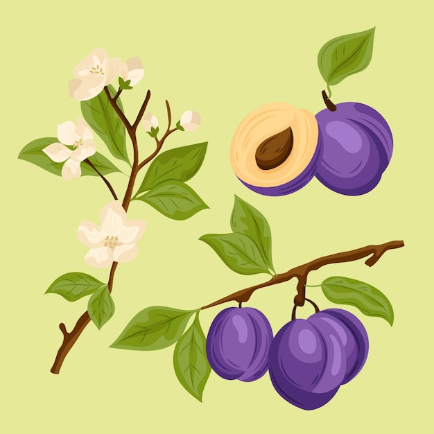 Detaillierte Pflaumenfrucht- und Blumenillustration