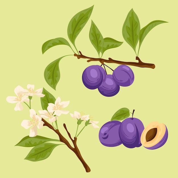 Detaillierte pflaumenfrucht- und blumenillustration