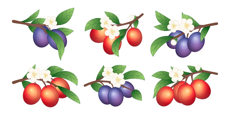 Kostenlose Vektor detaillierte pflaumenfrucht- und blumenillustration