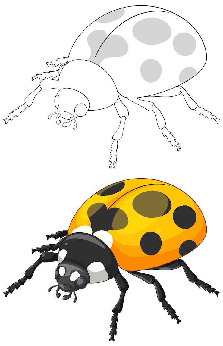 Kostenlose Vektor detaillierte zeichnung des ladybug-vektors mit umriss