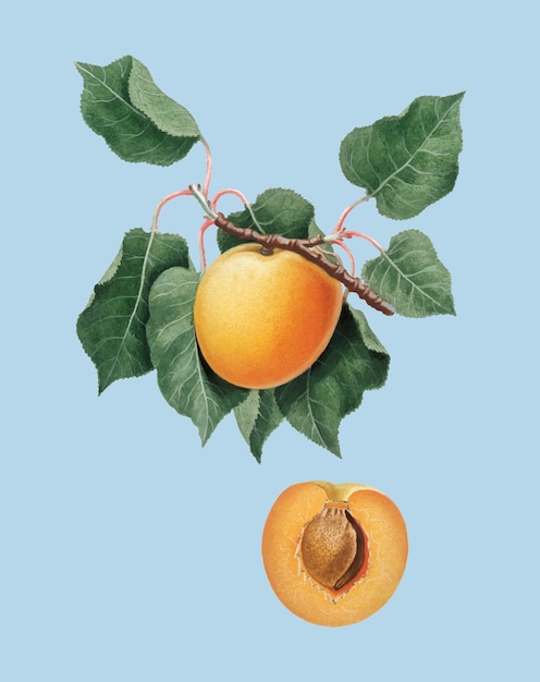 Deutsche Aprikose von Pomona Italiana-Illustration