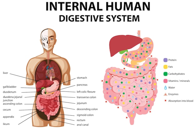 Kostenloser Vektor diagramm, das das innere menschliche verdauungssystem zeigt