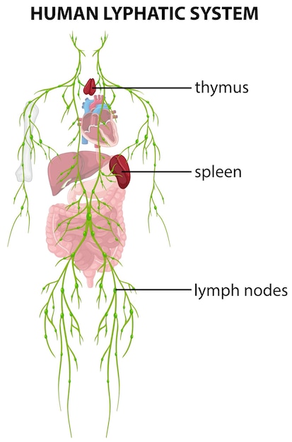 Kostenloser Vektor diagramm, das das menschliche lyphatische system zeigt