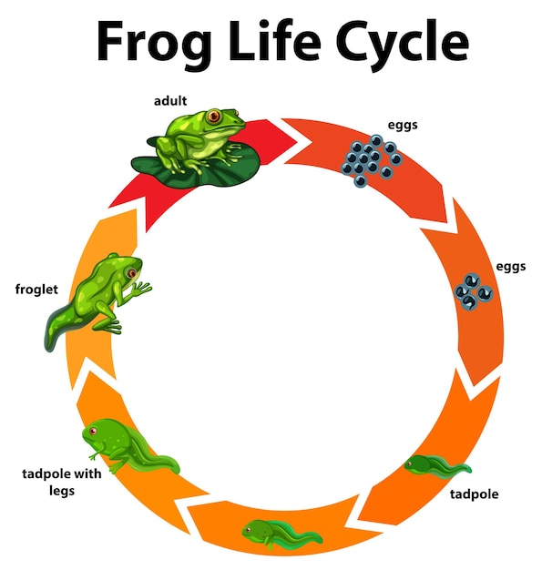 Kostenloser Vektor diagramm, das den lebenszyklus des frosches zeigt