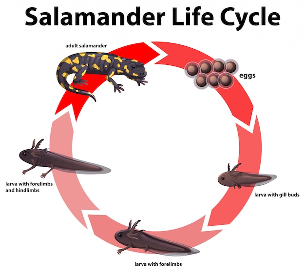 Diagramm, das den lebenszyklus von salamander zeigt