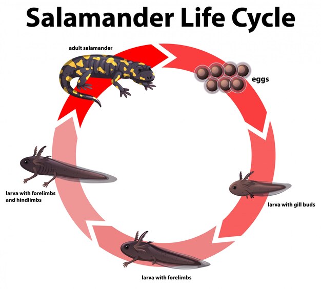 Diagramm, das den Lebenszyklus von Salamander zeigt