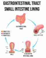 Kostenloser Vektor diagramm, das den magen-darm-trakt im dünndarm zeigt