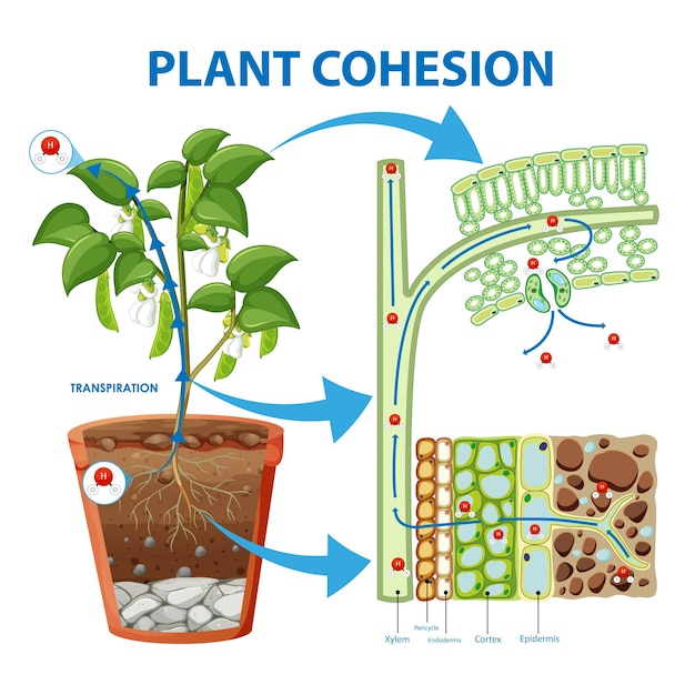 Kostenloser Vektor diagramm, das den pflanzenzusammenhalt zeigt