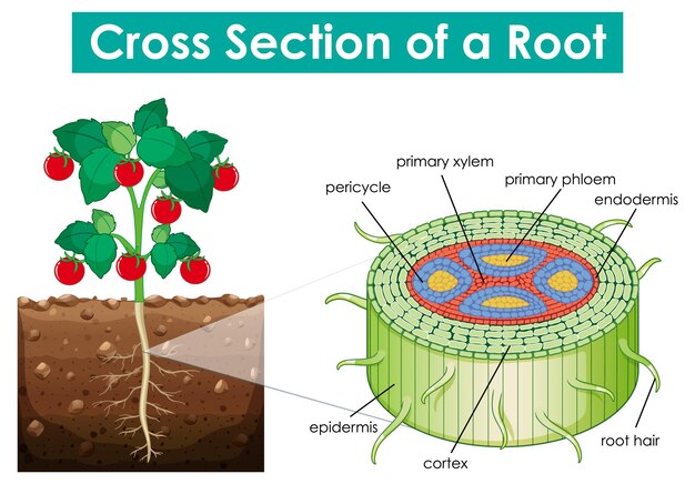 Diagramm, das den Querschnitt einer Wurzel zeigt
